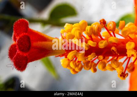 Blühende Hibiskusblüte. Romantische bunte, wunderschöne Hibiskusblüte in der Natur Stockfoto