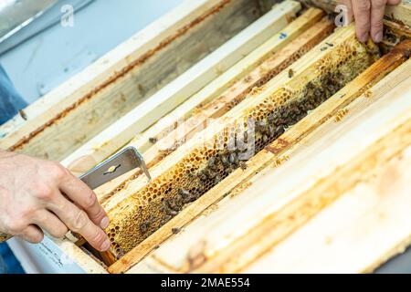 Inspektion von Bienenfamilien auf Bienenhaus im Frühjahr Bienenzucht-Konzept. Weichfokus. Stockfoto