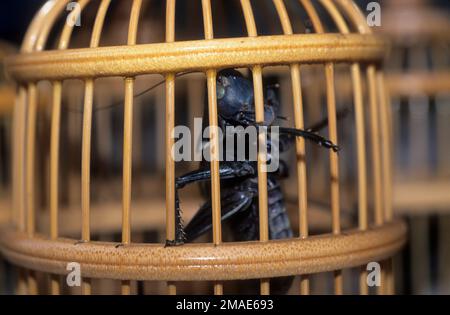 China, Shanghai, der Blumen-, Vogel- und Insektenmarkt, ein Heuschrecken in einem wunderschönen Käfig, vermutlich als „Haustier“ für „Song“ gehalten. Stockfoto