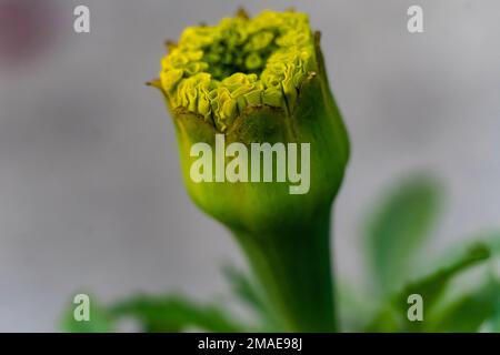 Wunderschöne Calendula-Blüten mit Blättern und Knospen auf verschwommenem Hintergrund. Stockfoto