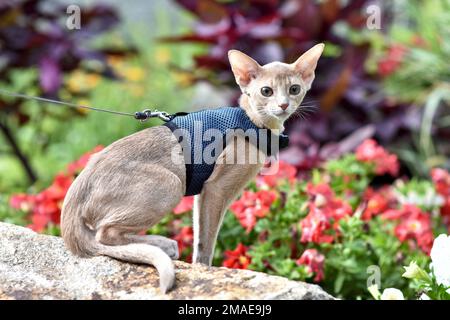 Die junge Abessinierkatze färbt Faun mit einer Leine, die um den Hof geht. Niedliche Katze im Geschirr auf dem Rasen sitzen. Haustiere zu Fuß im Freien, Abenteuer auf Th Stockfoto