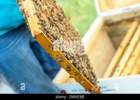 Inspektion von Bienenfamilien auf Bienenhaus im Frühjahr Bienenzucht-Konzept. Weichfokus. Stockfoto