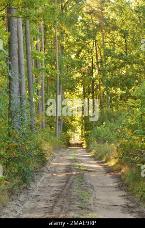 Die Waldstraße führt durch den Wald ins Unbekannte. Stockfoto