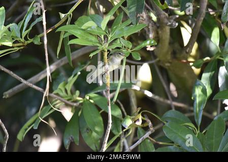 Ansicht „Rechtes Profil“ und „unter“ eines Weidenschwingers (Phylloscopus trochilus), der auf einem Zweig in der Mitte des Bilds steht und nach rechts in die Sonne blickt Stockfoto