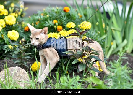 Die junge Abessinierkatze färbt Faun mit einer Leine, die um den Hof geht. Niedliche Katze im Geschirr auf dem Rasen sitzen. Haustiere zu Fuß im Freien, Abenteuer auf Th Stockfoto