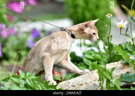 Die junge Abessinierkatze färbt Faun mit einer Leine, die um den Hof geht. Niedliche Katze im Geschirr auf dem Rasen sitzen. Haustiere zu Fuß im Freien, Abenteuer auf Th Stockfoto