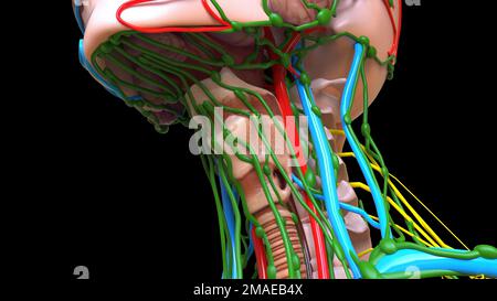 Larynx-Knorpelsegment des Respirationstraktes im vorderen Halsbereich 3D Stockfoto
