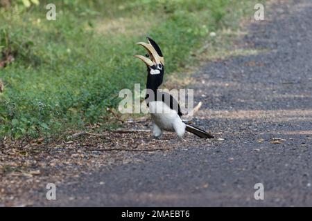 Asiatische Rattenhornvogel auf dem Boden, der Essen aus der Nahaufnahme eines wunderschönen Vogels wirft, keine Menschen, die Vögel beobachten Stockfoto