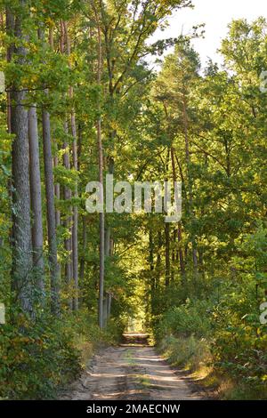 Die Waldstraße führt durch den Wald ins Unbekannte. Stockfoto