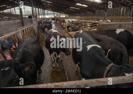 Milchkühe, die im Winter in geschlossenen Räumen gehalten werden, Towy Vallley, Carmarthenshire, Wales, Vereinigtes Königreich Stockfoto