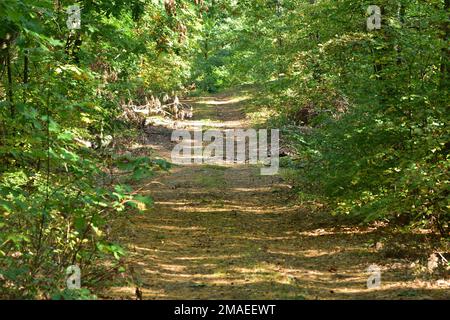 Die Waldstraße führt durch den Wald ins Unbekannte. Stockfoto