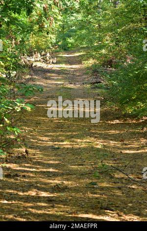 Die Waldstraße führt durch den Wald ins Unbekannte. Stockfoto