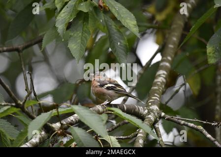 Männchen Gemeiner Chaffinch (Fringilla Coelebs), hoch oben auf einem Zweig im linken Profil, im Vordergrund Mitte, vor dem Hintergrund von grünem Laub in der Sonne Stockfoto