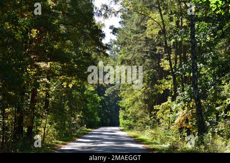 Die Waldstraße führt durch den Wald ins Unbekannte. Stockfoto