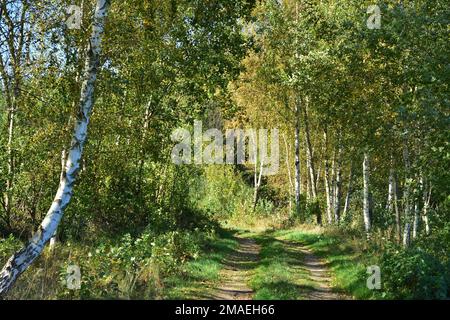 Die Waldstraße führt durch den Wald ins Unbekannte. Stockfoto