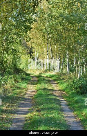 Die Waldstraße führt durch den Wald ins Unbekannte. Stockfoto