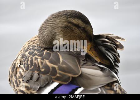 Nahaufnahme, obere Hälfte des rechten Profils einer weiblichen Stockflosse (Anas platyrhynchos), die im Juli Federn vor einem einfarbigen blauen Hintergrund in Wales vorsprüht Stockfoto