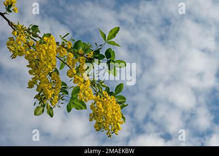 Gelb blühende Goldregen im Frühjahr Stockfoto