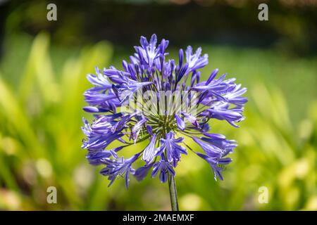Foto einer großen violetten Agapanthus-Blume in der Sonne vor grünem Hintergrund in einem Hausgarten Stockfoto