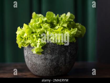 Batavia-grüner Salat, isoliert auf schwarzem Hintergrund Stockfoto