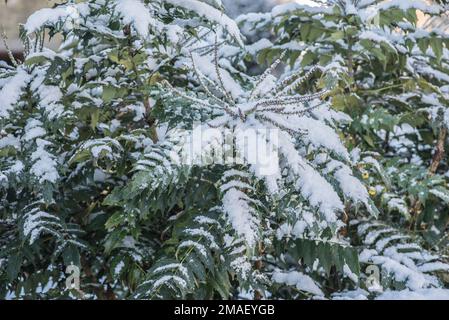 Mahonia ist eine Gattung von etwa 70 Arten immergrüner Sträucher und, selten, kleinen Bäumen der Familie Berberidaceae. Schneebedeckt 19/1/23 blühte Dez Stockfoto