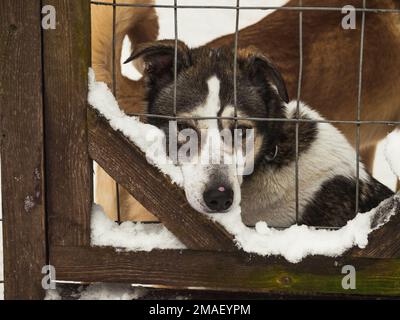 Trauriger Husky-Hund, eingesperrt in einem Käfig, schaut in die Kamera. Stockfoto