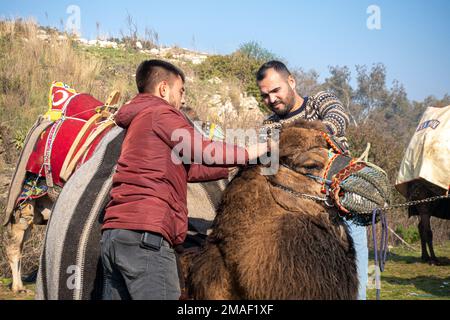 Kamelbetreuer, die ein Kamel für die Teilnahme an der jährlichen Kamelwrestling-Meisterschaft 2023 in Selcuk, Türkei, kleiden Stockfoto