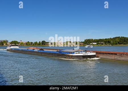 Dordrecht, Niederlande - August 2022: Industrieschiff Vigilia mit Kohleschub schiebt ein weiteres Schiff auf den Fluss Maas. Stockfoto