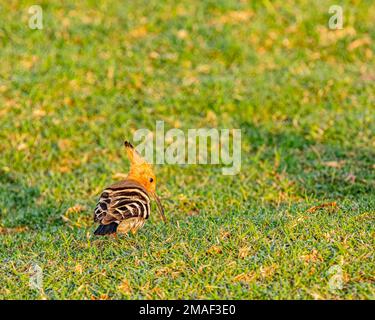 Ein Hoopoe im Boden blickt zurück auf den Boden Stockfoto