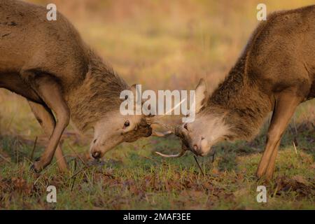 Bushy Park, London, 19. Januar 2023. Zwei junge Rotwild (Cervus elaphu), die sich in der Spätwintersonne herumtreiben.Bushy Park, London, 19. Januar 2023. Zwei junge Rotwild (Cervus elaphu) wuchsen in der späten Wintersonne. Foto: Amanda Rose/Alamy Live NewsBushy Park, London, 19. Januar 2023. WETTER IN GROSSBRITANNIEN. Zwei junge Rotwild (Cervus elaphu) wuchsen in der späten Wintersonne. Foto: Amanda Rose/Alamy Live News Stockfoto