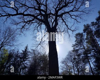 Eine kleine Silhouette aus Bismarck-Eiche vor blauem Himmel im Bienenwald, Deutschland Stockfoto