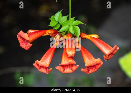 Rote Blüten von Campsis grandiflora entlang der Straße in Blüte im Sommer auf dunklem Hintergrund. Campsis grandiflora, allgemein bekannt als die Chinesen Stockfoto