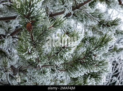 WA22936-00...WASHINGTON - Schnee- und eisgefrorener Kiefernbaum am Nason Ridge Cross-Country Ski Trail in der Nähe des Lake Wenatchee State Park. Stockfoto