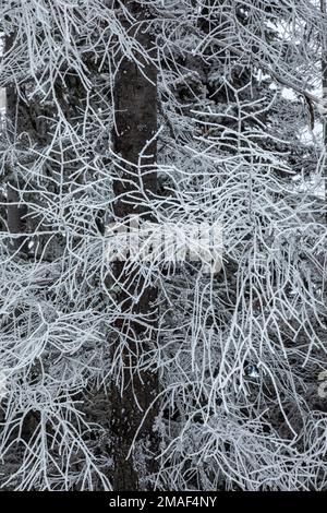 WA22937-05...WASHINGTON - eisbedeckte Zweige eines toten Baumes auf dem Nason Ridge entlang des Nason Ridge Winterpfadsystems. Stockfoto
