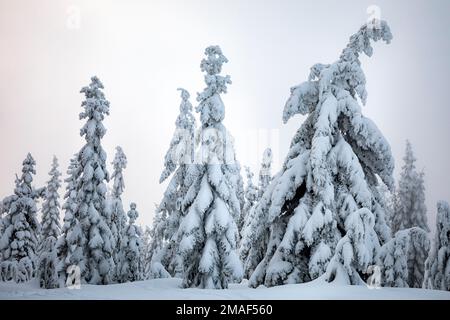 WA22948-00...WASHINGTON - schneebedeckte Bäume direkt über einer Nebelschicht auf dem Mount Amabilis im Okanogan-Wenatchee National Forest. Stockfoto