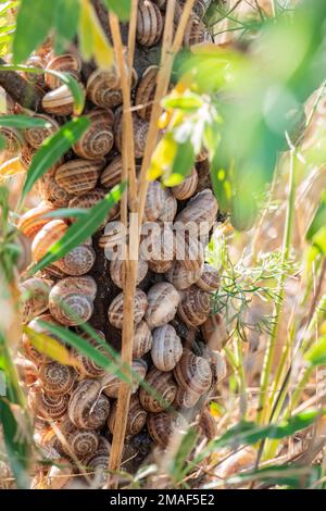 So viele Schnecken sitzen auf dem Busch Stockfoto