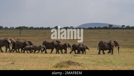 Eine Elefantenparade, die in der trockenen afrikanischen Savanne in Tansania marschiert. Stockfoto