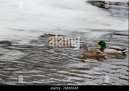 Mehrere wilde Stockenten Anas platyrhynchos, die in einem gefrorenen Fluss schwimmen Stockfoto