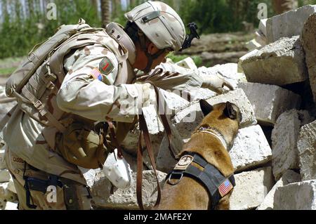 060511-N-8252B-025. [Complete] Szene Caption: US Army Military Working Dog Handler (SGT) Daniel Cassiday und sein Hund „Bad“ suchen in Iskandariyah, Irak, durch einen Haufen Schutt nach einem Waffenlager. Irakische Soldaten und US-Soldaten, die der B-Kompanie, dem 2. Bataillon, dem 8. Infanterieregiment, dem 2. Brigaden-Kampfteam (BCT) und der 4. Infanteriedivision zugeteilt sind, arbeiten bei der Suche nach mehreren Waffenlagern zusammen, um die Operation IRAQI FREEDOM zu unterstützen.Iraqi (Mai 112006) - SGT Daniel Cassiday und Bad suchen nach einem Waffenlager in einem Zielhaus. Irakische Armee und Kompanie B2. Bataillon Stockfoto