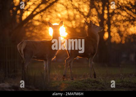 Bushy Park, London, 19. Januar 2023. WETTER IN GROSSBRITANNIEN. Rotwild (Cervus elaphu), während die Sonne an einem kühlen Winterabend im Buschpark untergeht. Foto: Amanda Rose/Alamy Live News Stockfoto