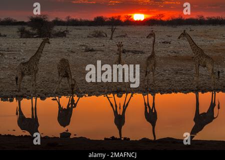 Die Giraffe steht am Teich. Wunderschöner Sonnenuntergang im Etosha-Nationalpark in Namibia. Stockfoto