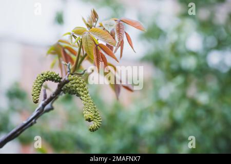 Walnussblüten. Walnüsse junge Blätter und Blütenstand auf einem städtischen Hintergrund. Blume aus Walnuss auf dem Zweig des Baumes im Frühjahr. Honigpflanzen Ukraine Stockfoto