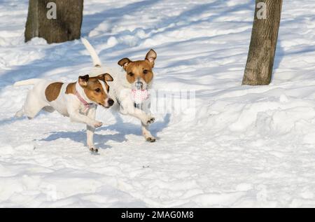 Zwei lustige Hunde, die zusammen mit einem Ball im Winterpark spielen Stockfoto