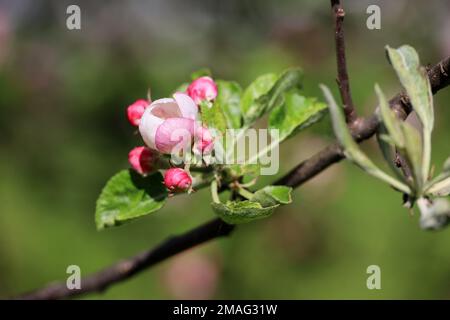 Apfelblüte auf einem Ast im Frühlingsgarten an sonnigen Tagen. Rosa Knospen mit grünen Blättern Stockfoto