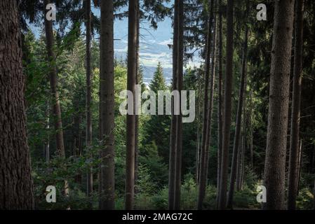 Waldbäume, Blick durch einen dichten Wald mit Kiefern auf ferne Ackerflächen im Inn-Tal bei Innsbruck, Österreich Stockfoto