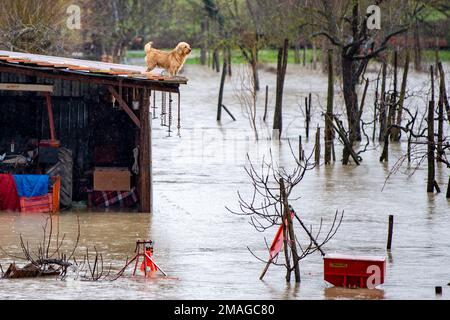 Ein kleiner Hund sucht Schutz auf dem Dach seiner Hundehütte, die nach einer Überschwemmung in Rieti, Italien, vollständig überflutet wurde. 18. Januar 2023. (Foto: Riccardo Fabi/Pacific Press/Sipa USA) Guthaben: SIPA USA/Alamy Live News Stockfoto