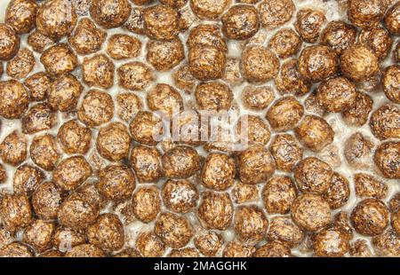 Schokoladen-Müslibällchen in Milch getaucht. Hintergrund: Schokoladenflocken, Fertiggerichte Stockfoto