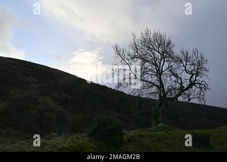 Der Frandy-Baum Glendevon Perthshire Stockfoto