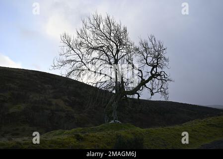 Der Frandy-Baum Glendevon Perthshire Stockfoto