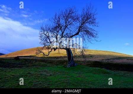 Der Frandy-Baum Glendevon Perthshire Stockfoto